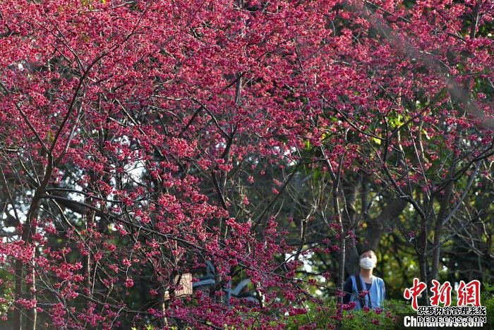 图为位于福州市中心的乌山风景区樱花竞相开放。　张斌 摄