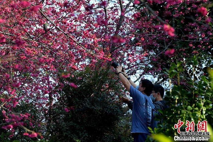 图为市民用相机拍摄盛开的樱花。　张斌 摄